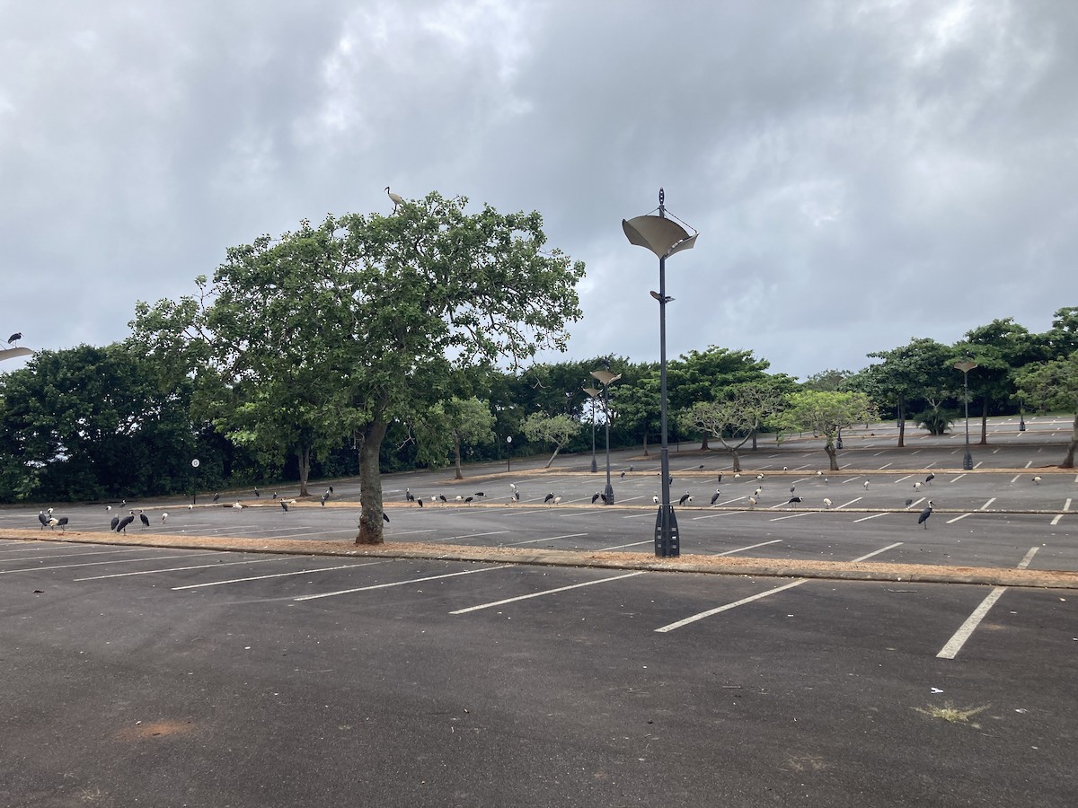 African Woolly-necked Stork - ML615205762