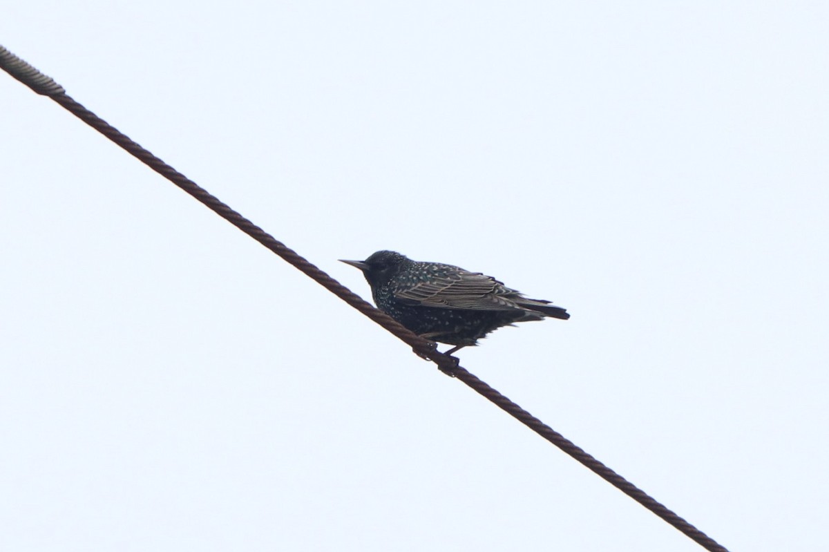 European Starling - ML615205772