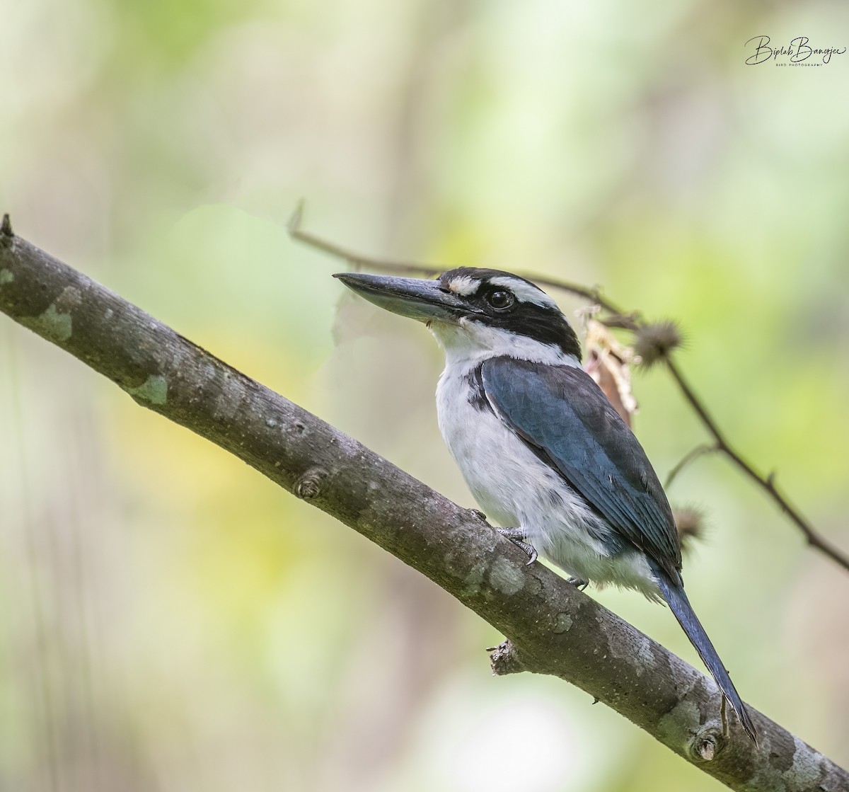 Sombre Kingfisher - BIPLAB BANERJEE