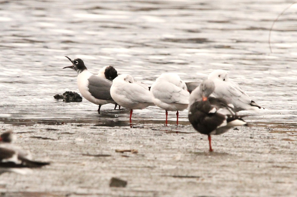 Franklin's Gull - Simon Davies