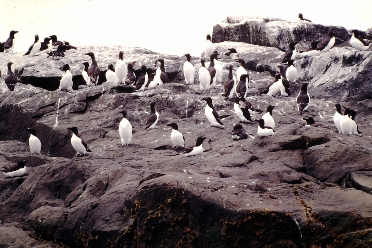 Common Murre - Rick Robinson