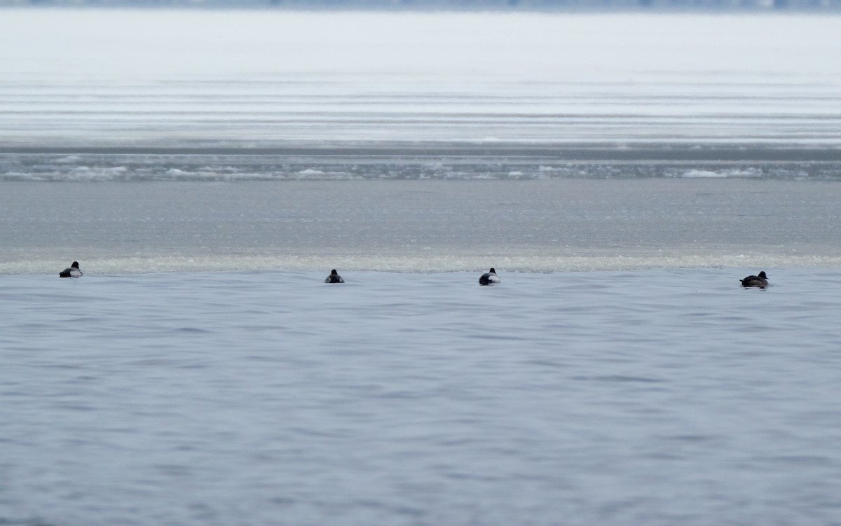 Lesser Scaup - ML615205901