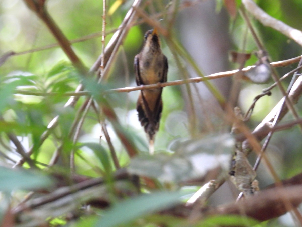 Scale-throated Hermit - ML615205956