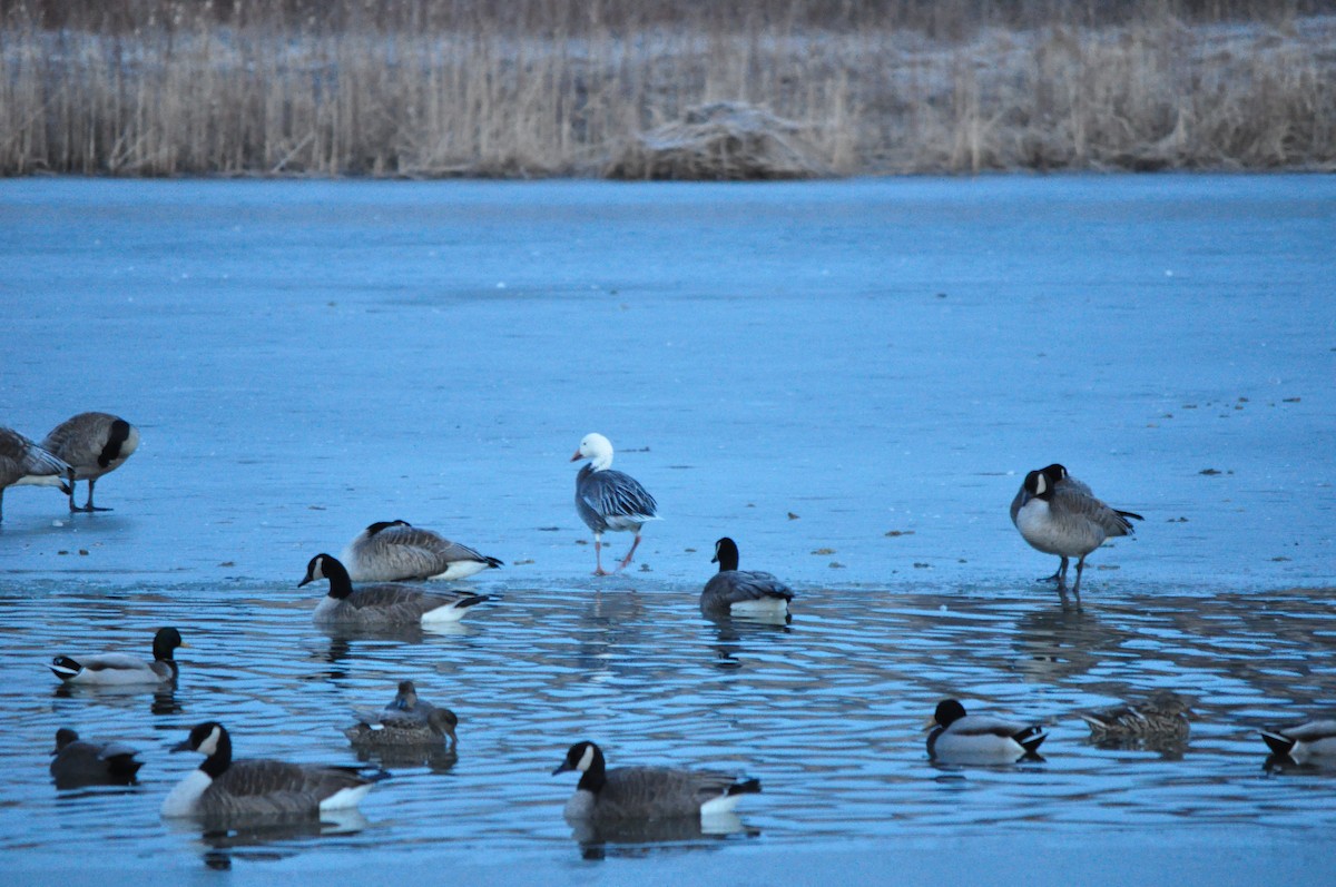 Snow Goose - ML615205958