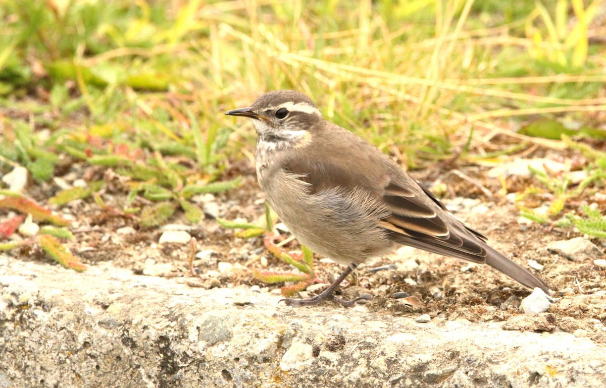 Buff-winged Cinclodes - Simon Davies