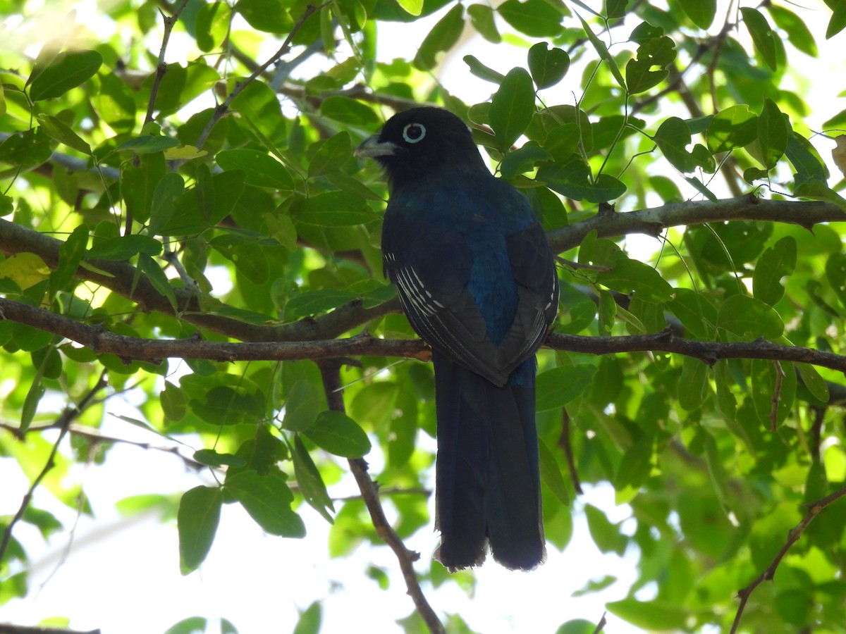 Black-headed Trogon - Miguel Ángel  Pardo Baeza