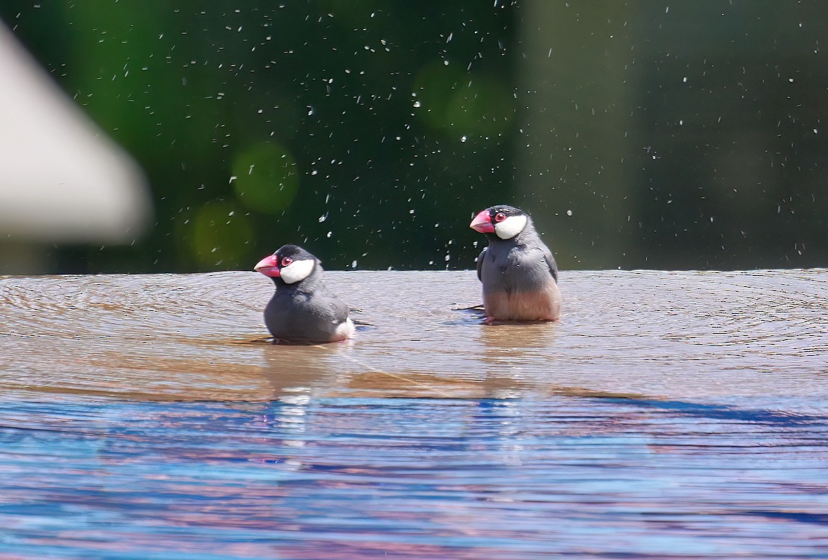 Java Sparrow - ML615206049