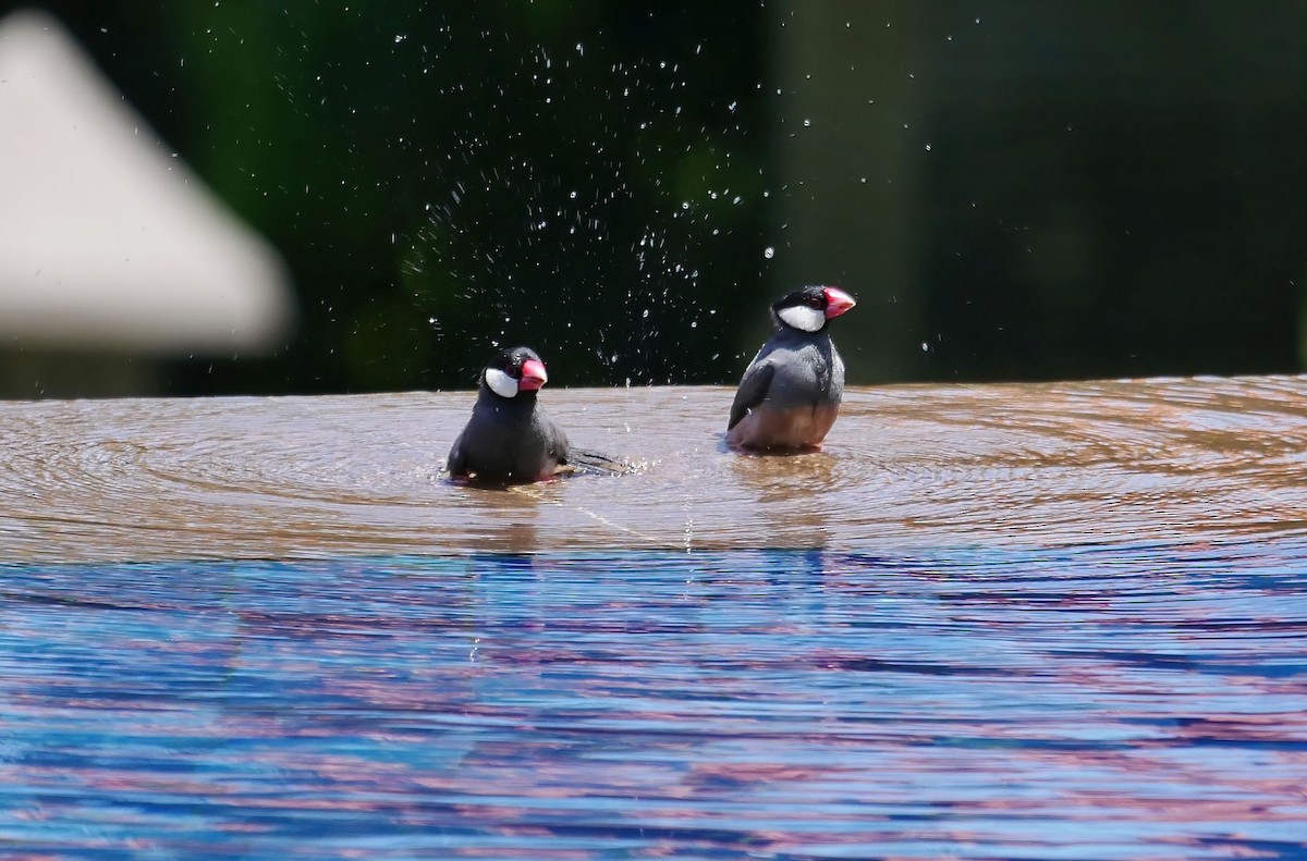 Java Sparrow - ML615206050