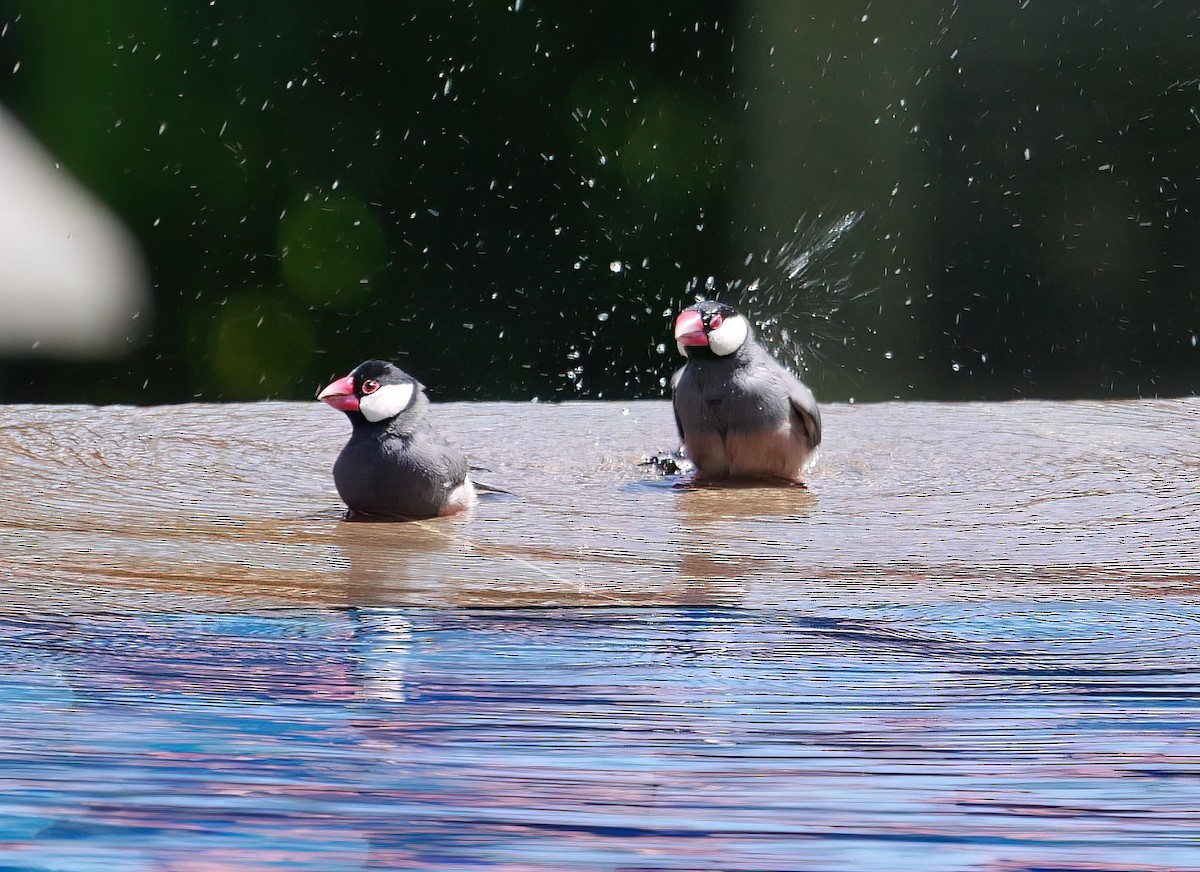 Java Sparrow - ML615206051