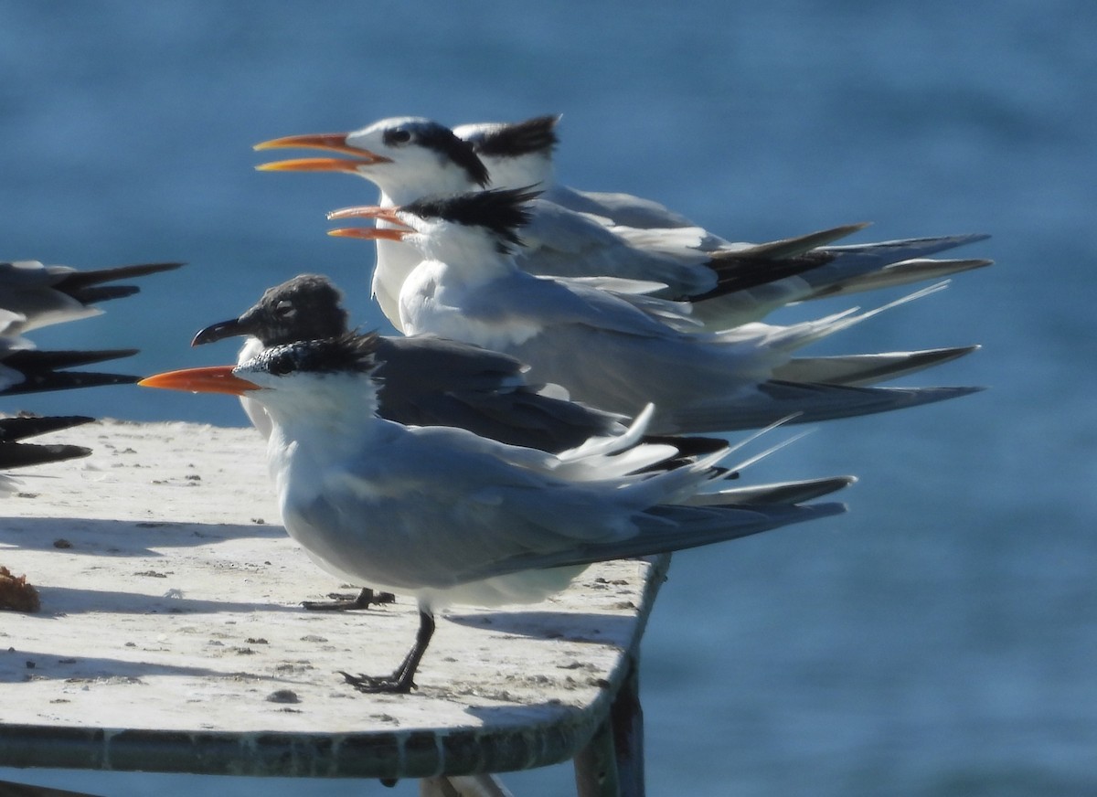 Royal Tern - ML615206058