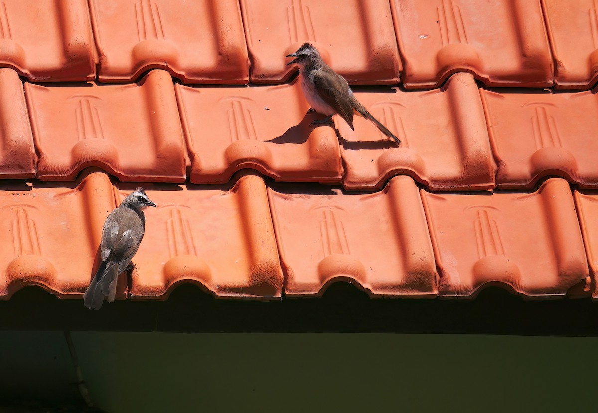 Yellow-vented Bulbul - ML615206063