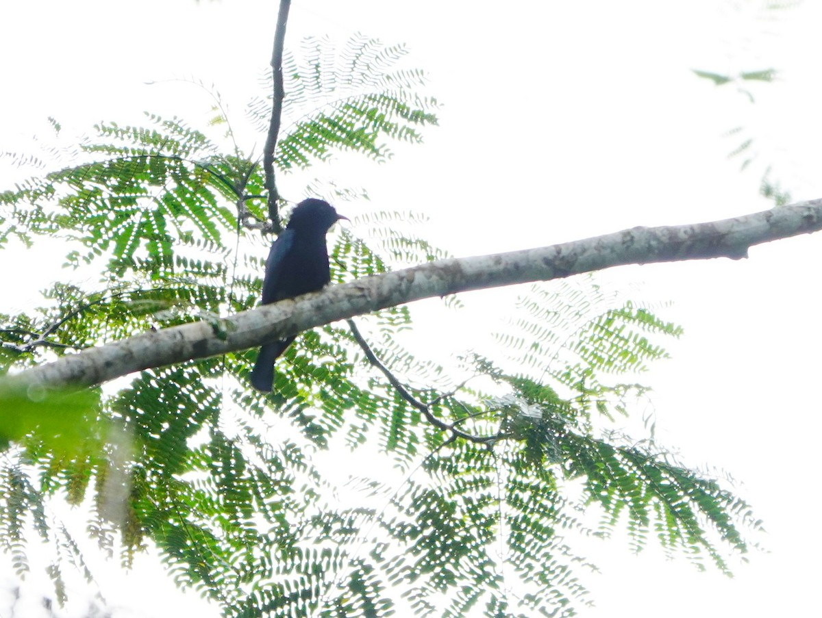 Cuclillo Drongo Filipino - ML615206076