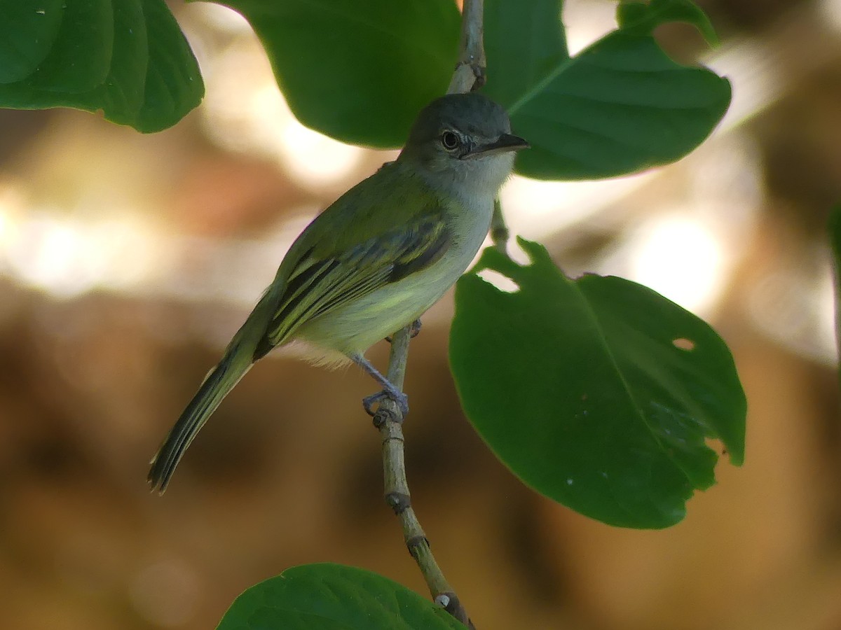 Yellow-olive Flatbill - ML615206108