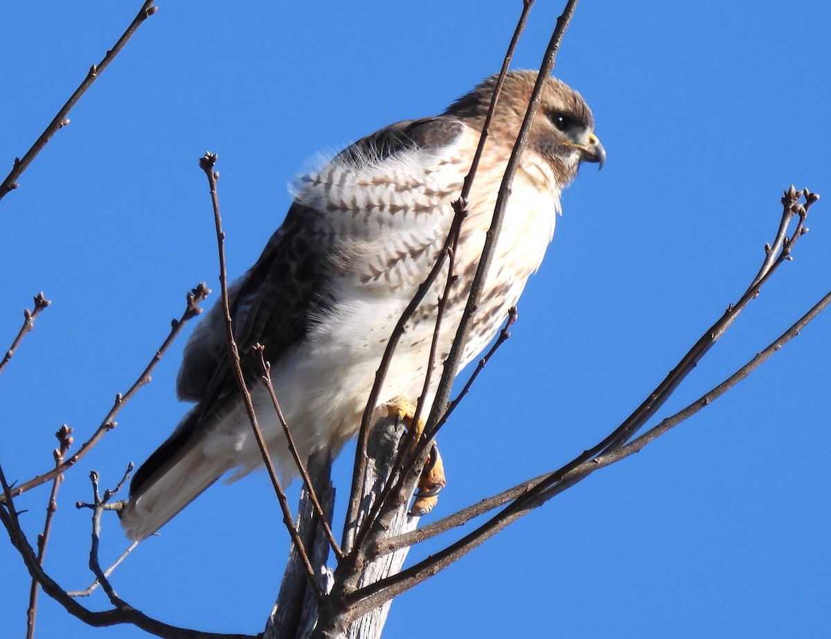 Red-tailed Hawk - ML615206143