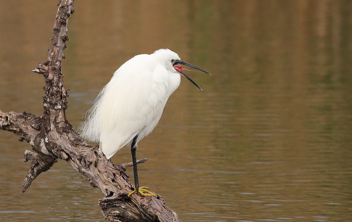 Little Egret - ML615206159