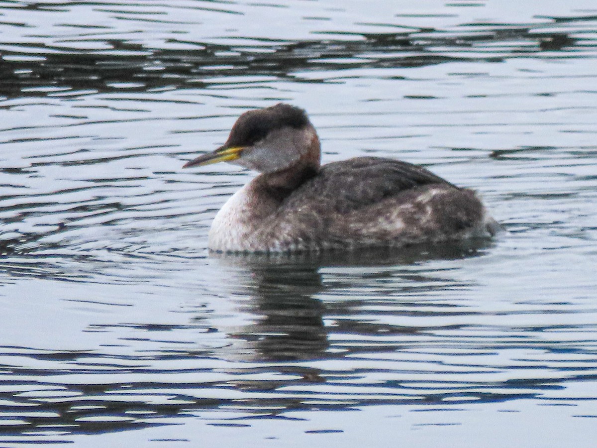 Red-necked Grebe - ML615206171