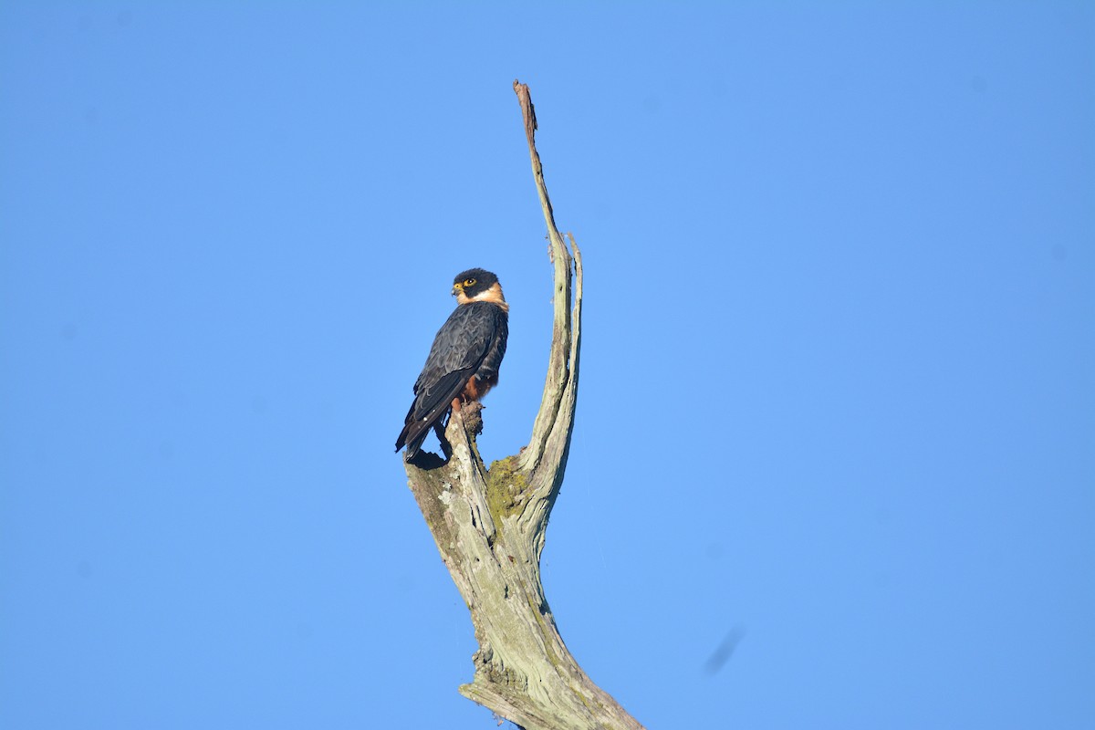 Bat Falcon - Dante Gabriel Moresco