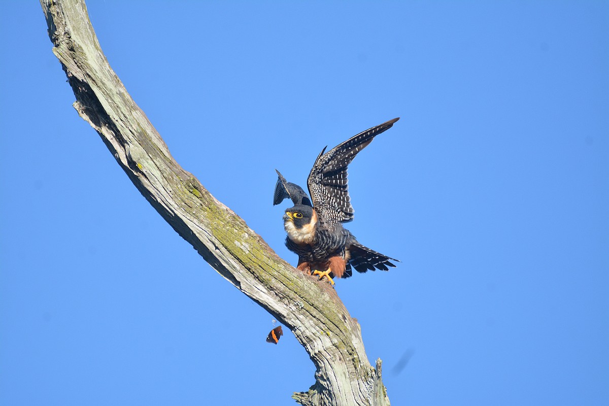 Bat Falcon - Dante Gabriel Moresco