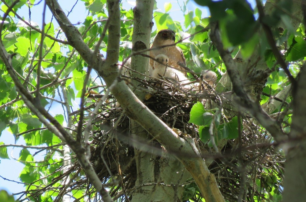 Cooper's Hawk - ML61520631