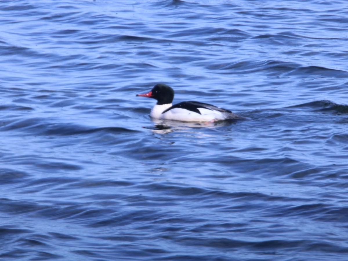 Common Merganser - ML615206356