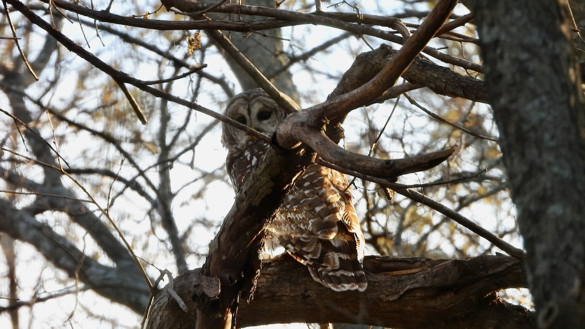 Barred Owl - ML615206385