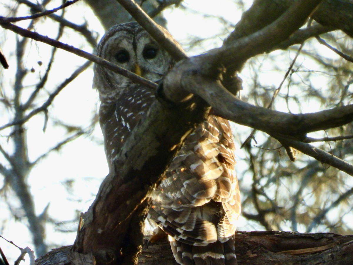 Barred Owl - ML615206386