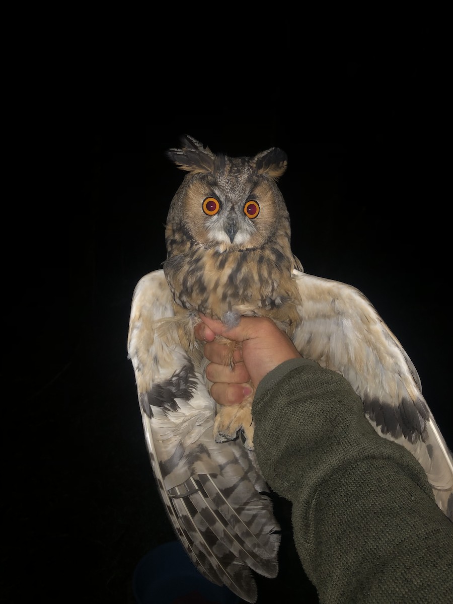 Long-eared Owl - Tomáš  Oplocký