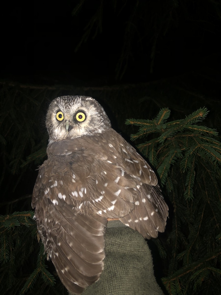 Boreal Owl - Tomáš  Oplocký