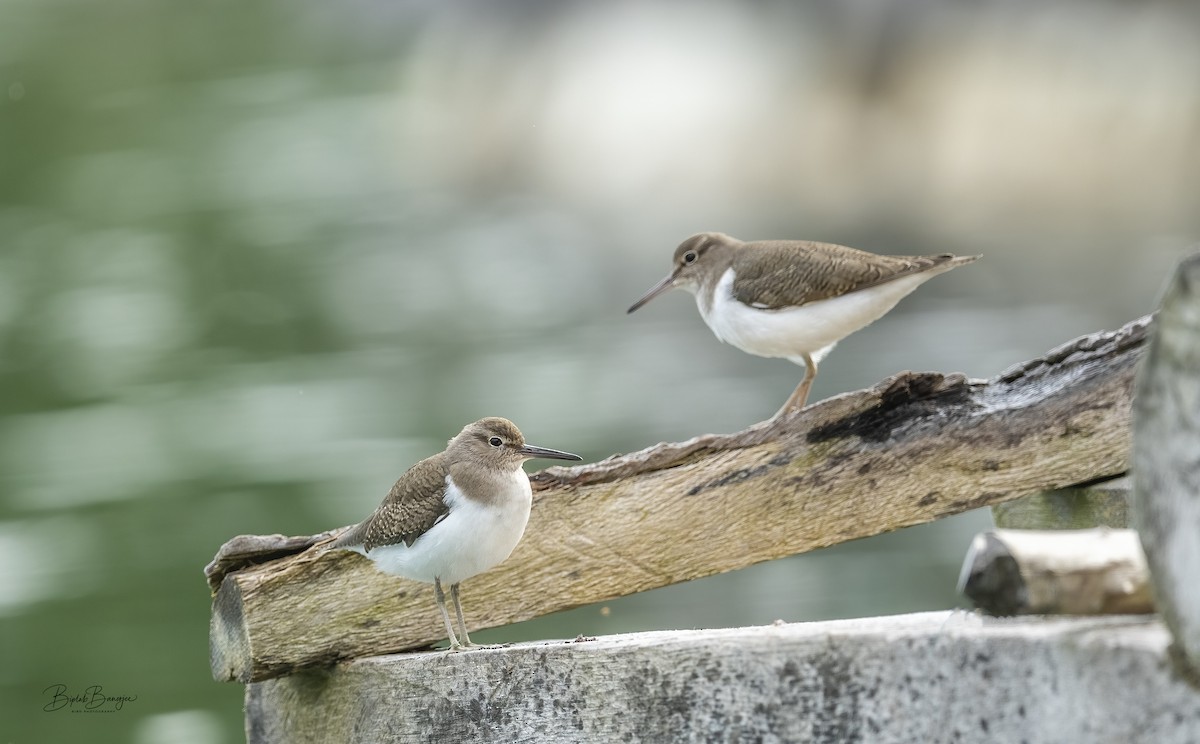 Common Sandpiper - ML615206441