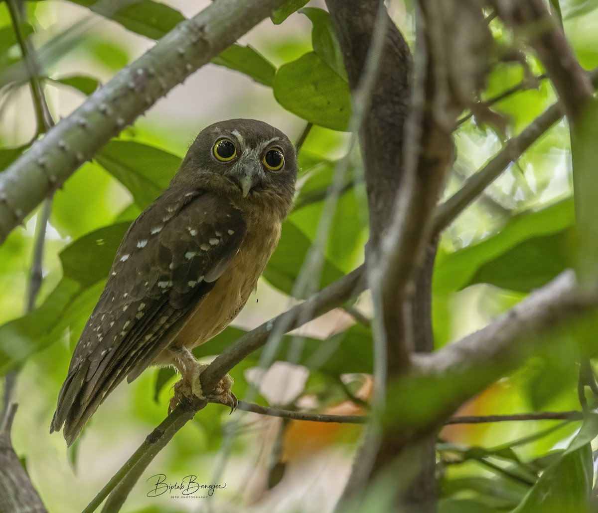 Ochre-bellied Boobook - ML615206461