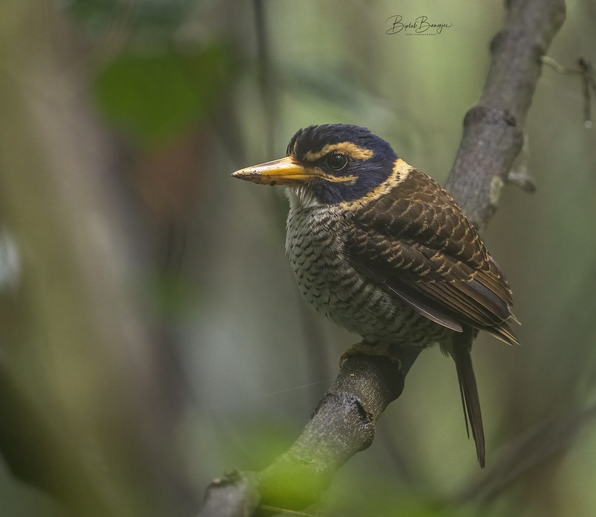 Scaly-breasted Kingfisher - ML615206485