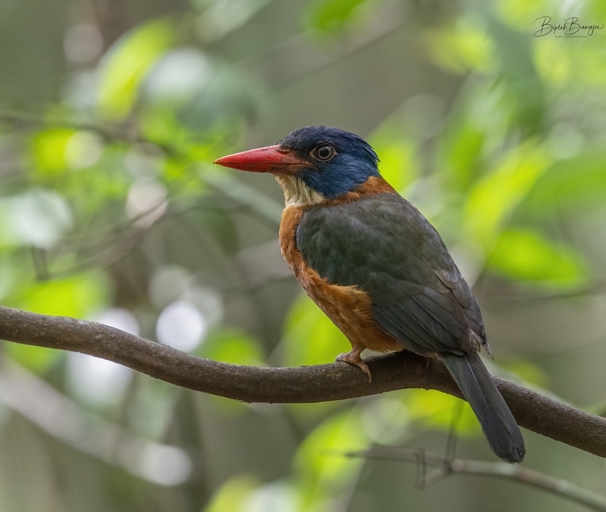 Green-backed Kingfisher - BIPLAB BANERJEE