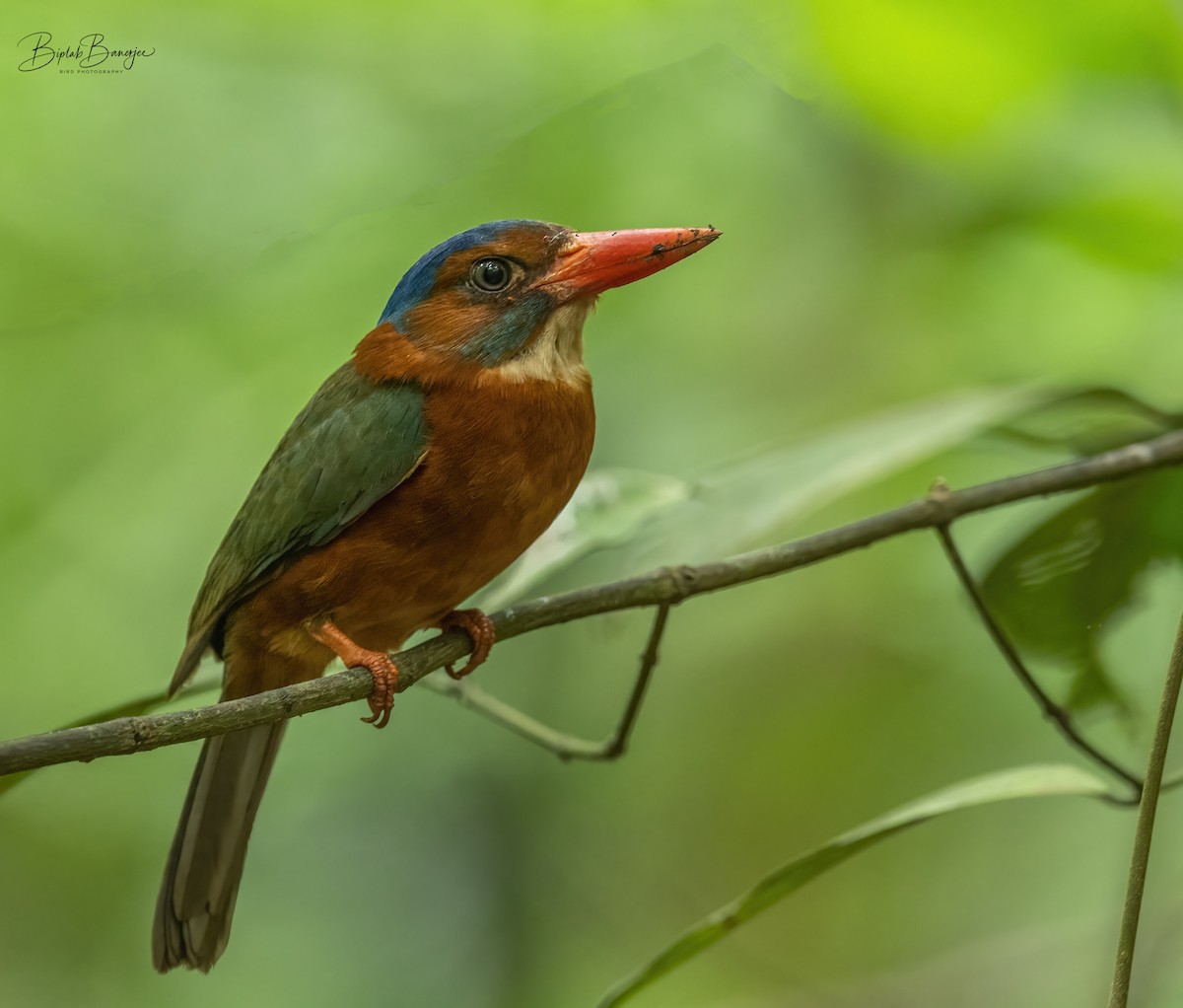 Green-backed Kingfisher - BIPLAB BANERJEE
