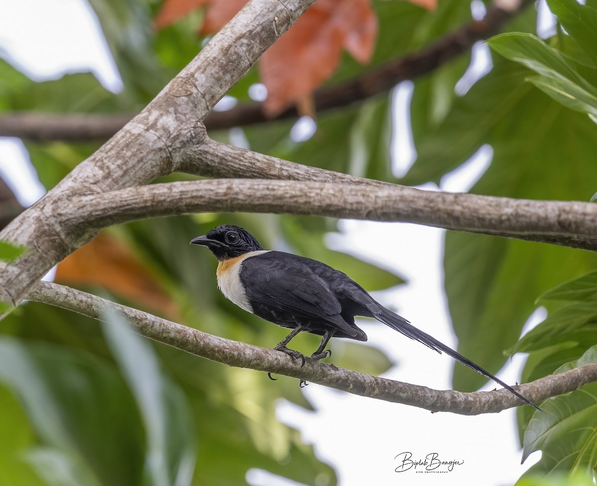 špaček bělokrký - ML615206508