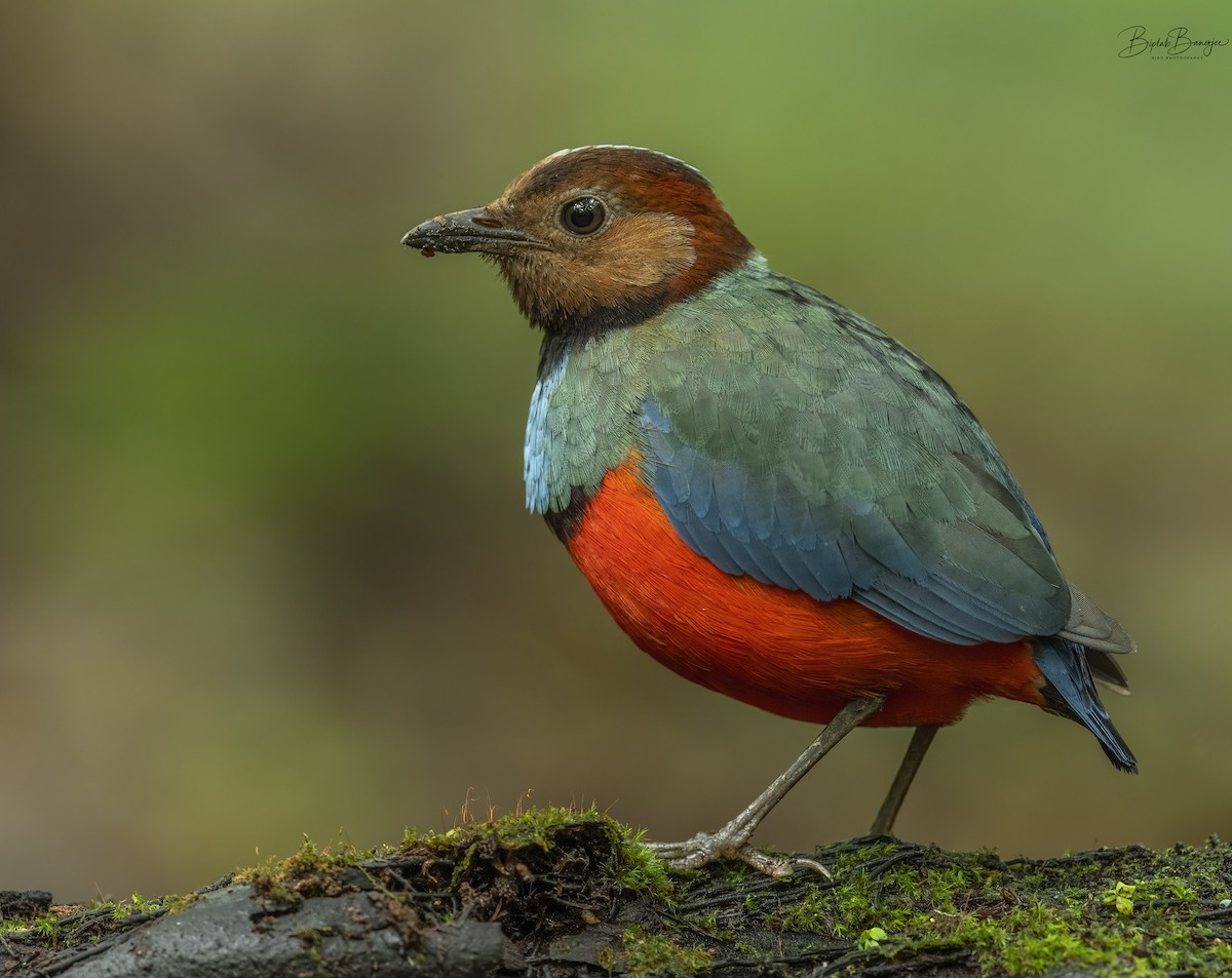 Sulawesi-Blaubrustpitta - ML615206516