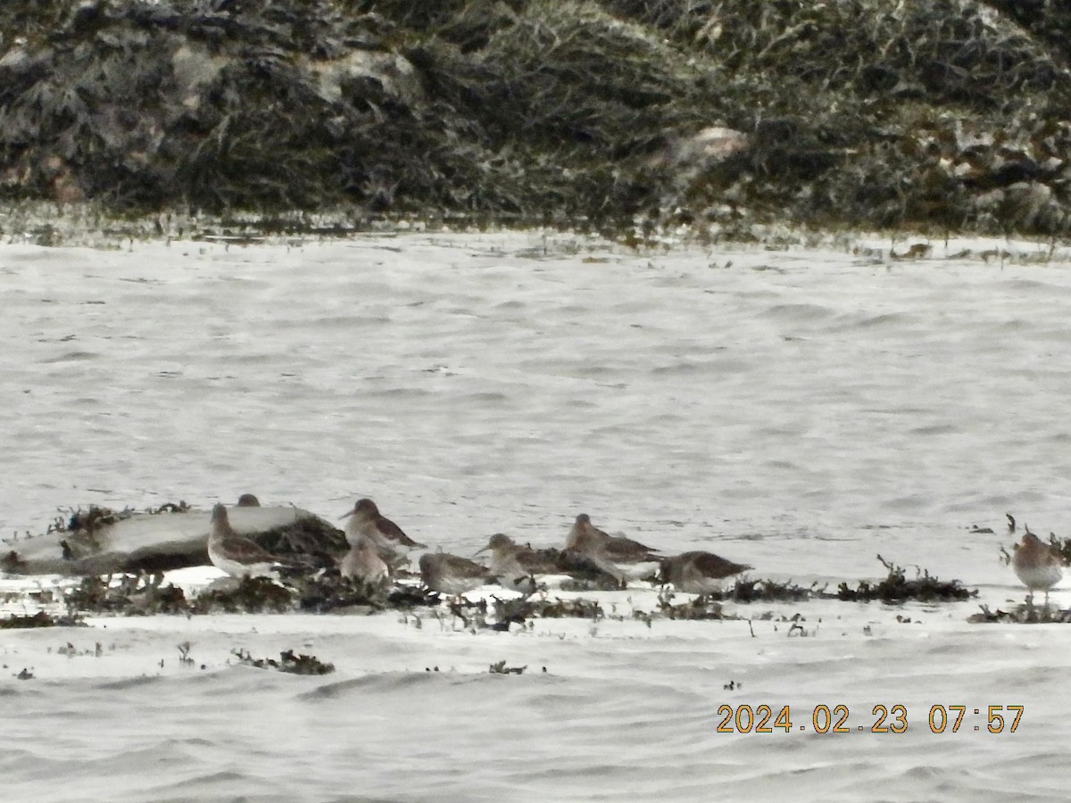 Purple Sandpiper - ML615206523