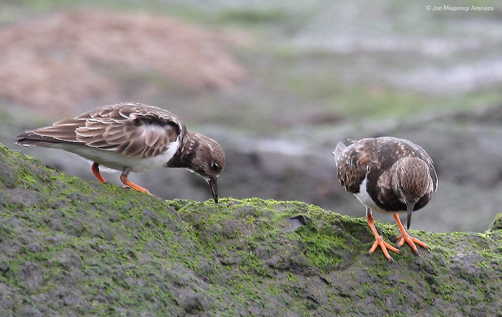 Ruddy Turnstone - ML615206553