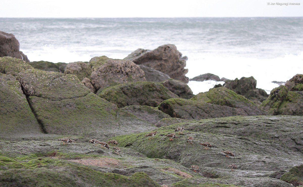 Ruddy Turnstone - ML615206554