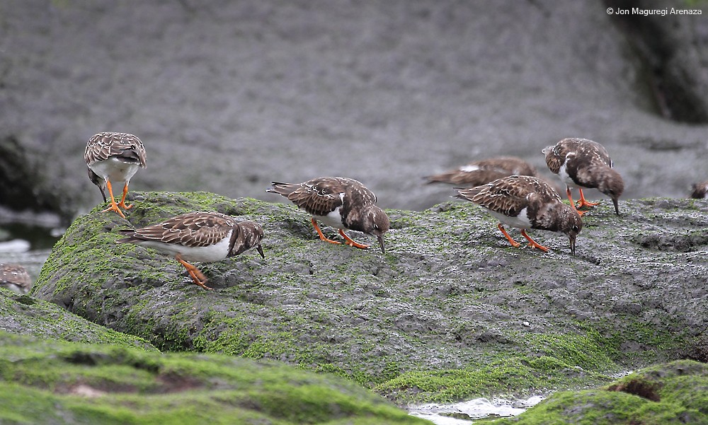 Ruddy Turnstone - ML615206555