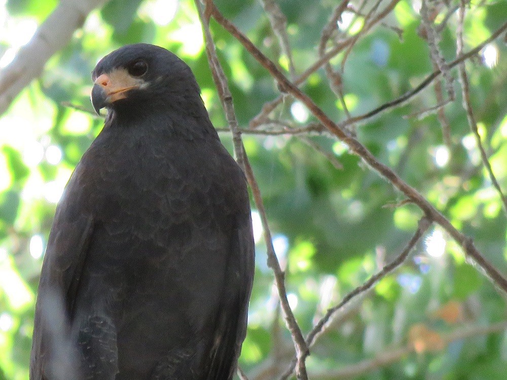 Common Black Hawk (Common) - ML61520661