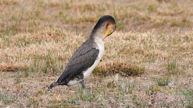 Great Cormorant (Eurasian) - ML615206612