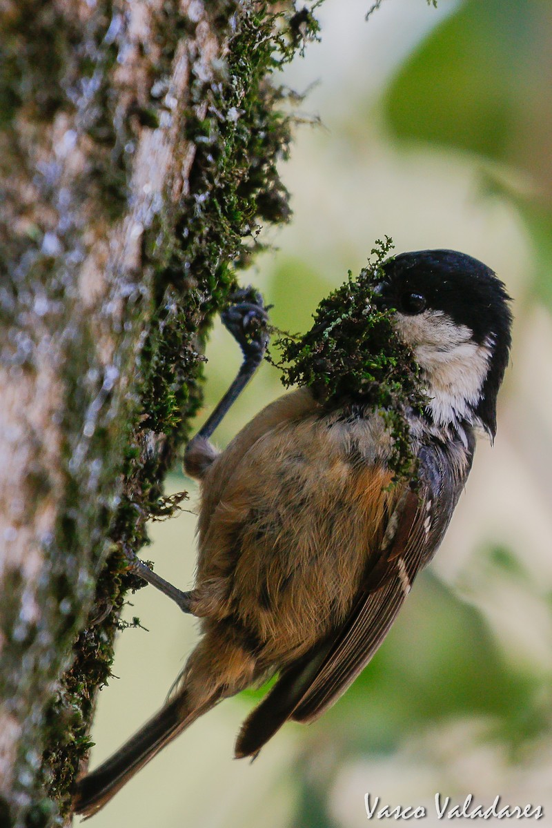 Mésange noire - ML615206631