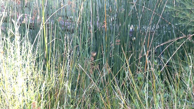 Australian Reed Warbler - ML615206699