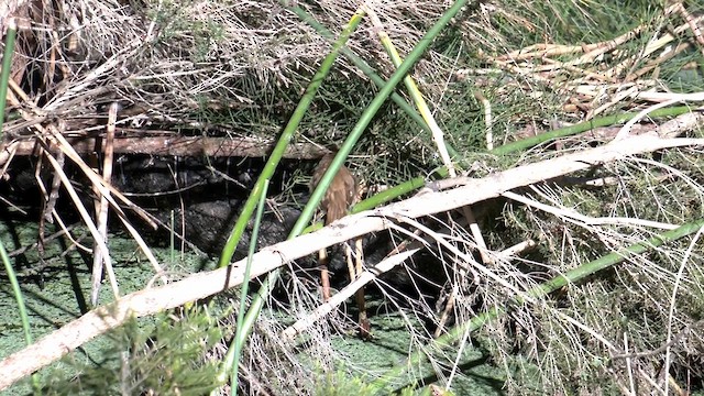 Australian Reed Warbler - ML615206711