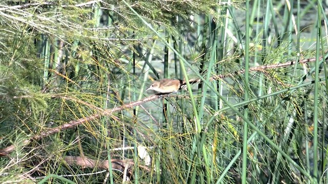 Australian Reed Warbler - ML615206713