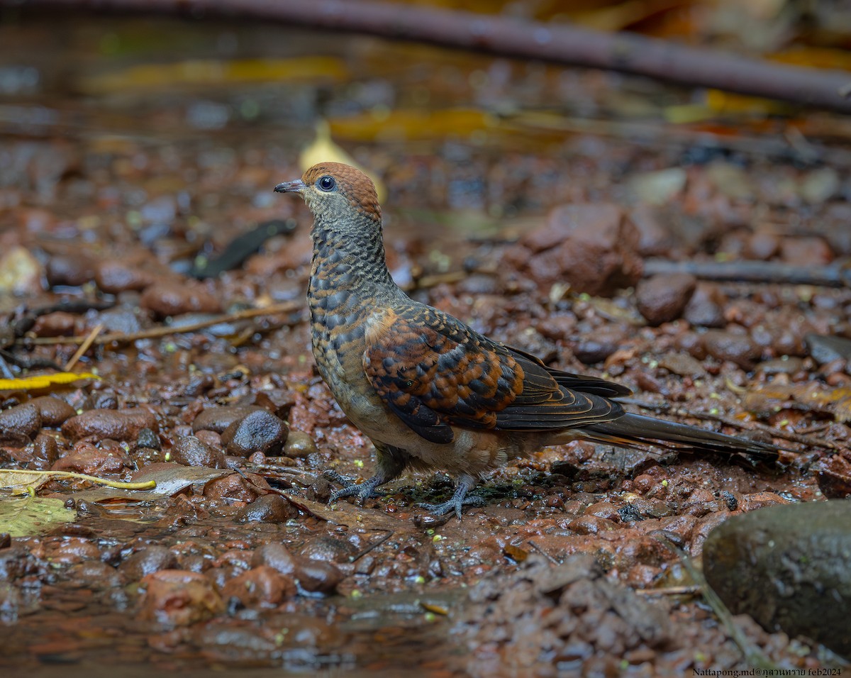 Little Cuckoo-Dove - Nattapong Banhomglin