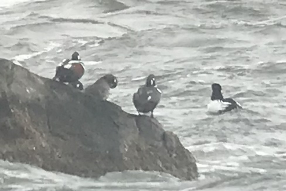 Harlequin Duck - ML615206793