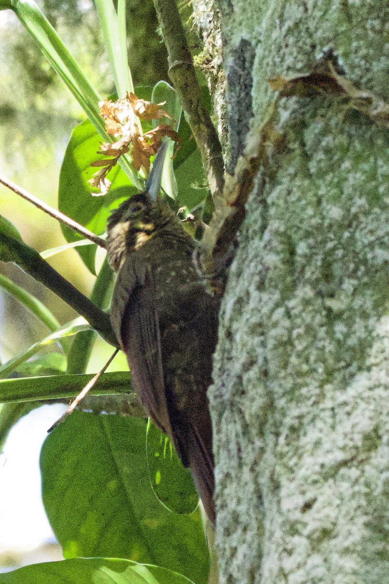 Spotted Woodcreeper - ML615206806