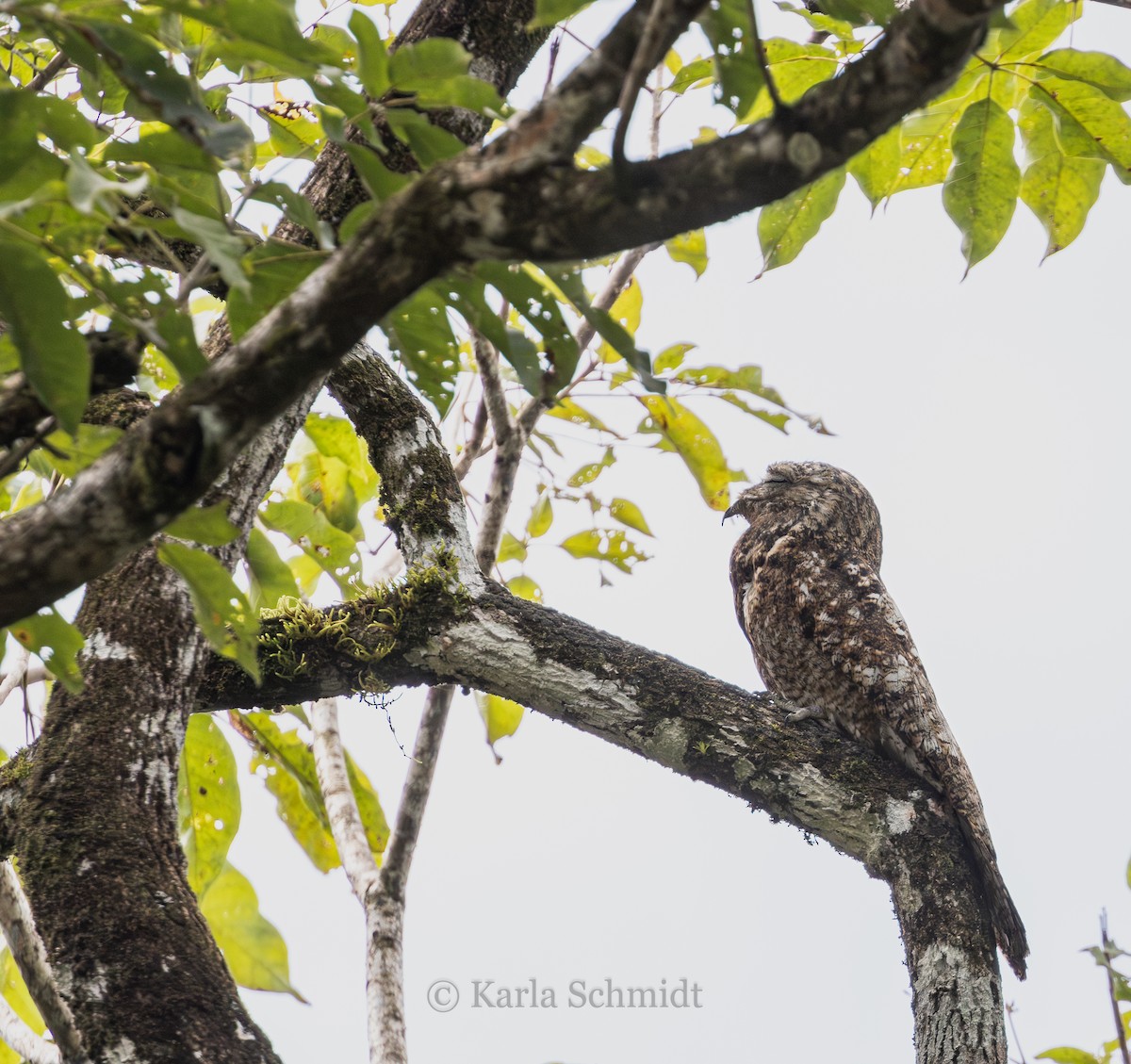 Great Potoo - Karla Schmidt