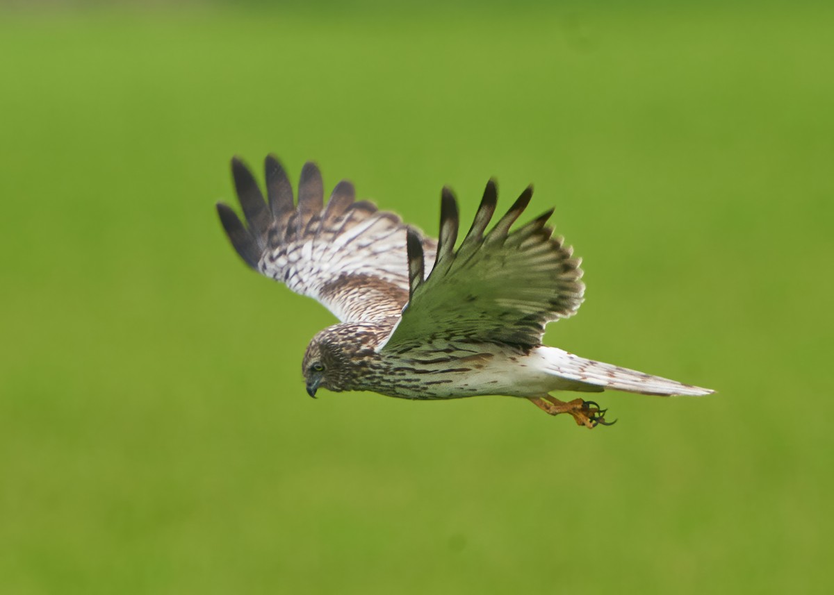 Pied Harrier - Chieh-Peng Chen